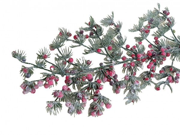 geeister Zweig von der japanischen Kiefer mit Beeren - 1 geeister Zweig von der japanischen Kiefer mit Beeren - 1