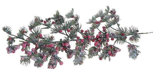 geeister Zweig von der japanischen Kiefer mit Beeren - 2 geeister Zweig von der japanischen Kiefer mit Beeren - 2