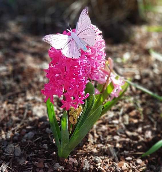 rosafarbene Schmetterlinge - Streudeko, Frühlingsdeko - 2