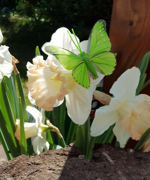 Schmetterlinge in Grüntönen - Streudeko Frühling - 3 Schmetterlinge in Grüntönen - Streudeko Frühling - 3