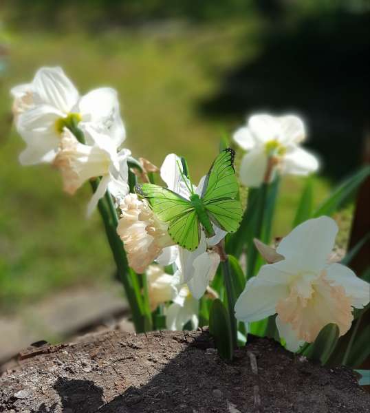 Schmetterlinge in Grüntönen - Streudeko Frühling - 6 Schmetterlinge in Grüntönen - Streudeko Frühling - 6