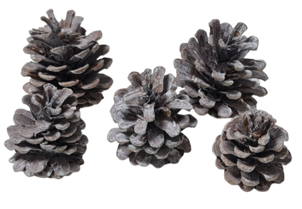 Adventsdeko, Weihnachtsdeko - 3 weiße Zapfen