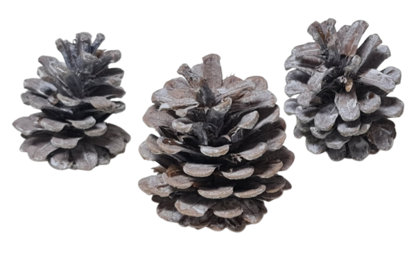 Adventsdeko, Weihnachtsdeko - 3 weiße Zapfen