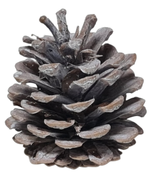 Adventsdeko, Weihnachtsdeko - 3 weiße Zapfen