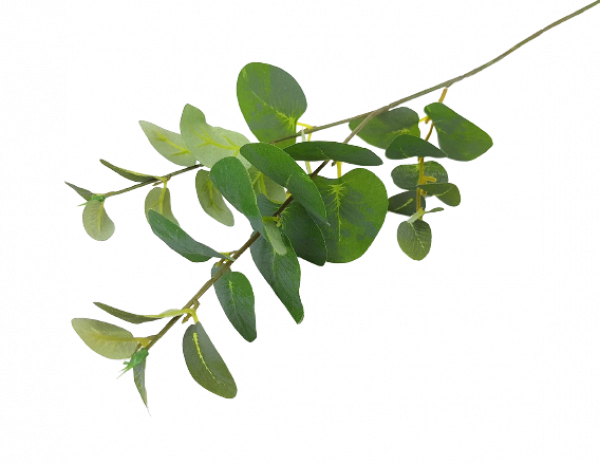 Eukalyptuszweig für Ihre besonderen Dekorationen - 1