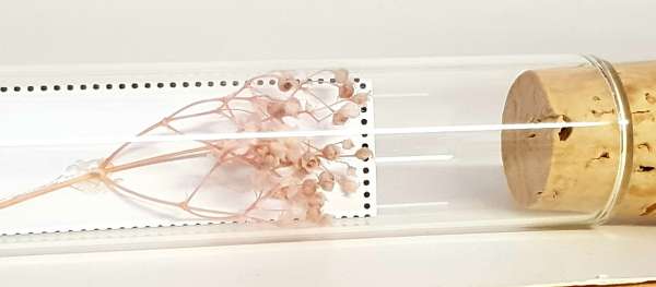 Gastgeschenk - Glasröhrchen mit einem Schleierkrautzweig in Rosa - 2