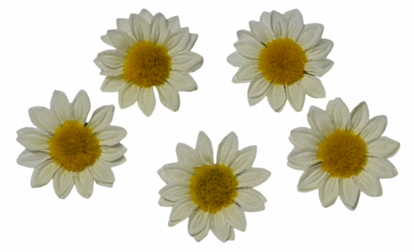 6 Margeriten zum Streuen, Streudeko - 3 6 Margeriten zum Streuen, Streudeko - 3