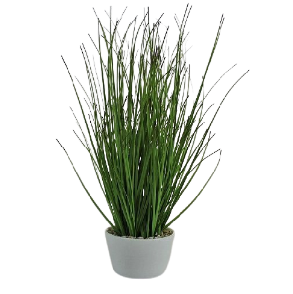 Blumendeko Miscanthusgras, China-Schilf im Topf - 1 Blumendeko Miscanthusgras, China-Schilf im Topf - 1