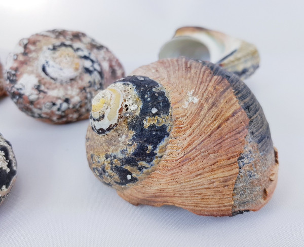 Alireukel-Muscheln (Turbanschnecke), ca. 6-7 große Muscheln - 3 Alireukel-Muscheln (Turbanschnecke), ca. 6-7 große Muscheln - 3